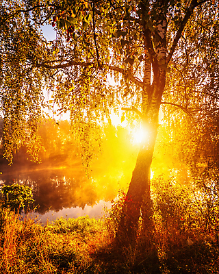 포토 JPG 해외이미지 나무 자연 풍경 사람없음 야외 강 햇빛 태양 일몰 해외포토 자연요소 식물 노을 생태계 파일형식 이미지허브
