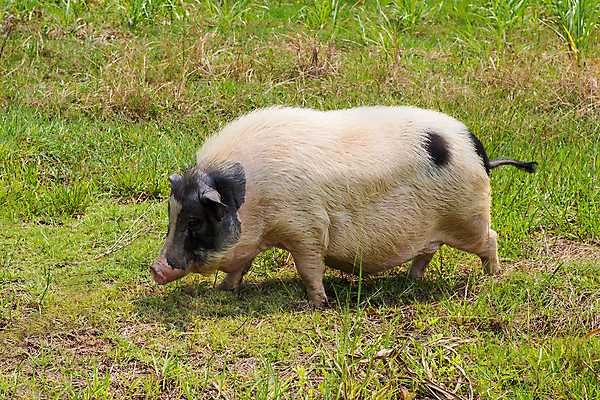 포토 JPG 해외이미지 동물 1 여자 야생동물 음식 분홍색 농업 포유류 자연 육류 돼지고기 초원 사람없음 야외 초록색 여름 햇빛 농장 검은색 가축 목장 흰색 시골 아기 돼지 오픈 작음 큼 뿌리기 묘사 코 귀 주둥이 멧돼지 밭일 해외포토 계절 산업 컬러 식재료 모션 사람 신체부위 태양 크기 생태계 파일형식 이미지허브