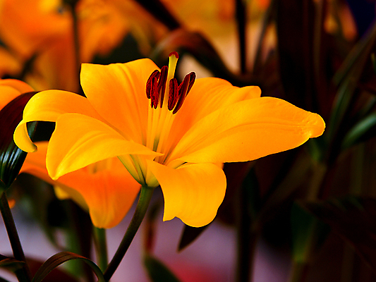 포토 JPG 해외이미지 식물 꽃잎 꽃 자연 사람없음 야외 세로 뷰티 노란색 권총 성장 꽃술 백합 싱글 꽃수술 해외포토 컬러 총 생태계 파일형식 이미지허브