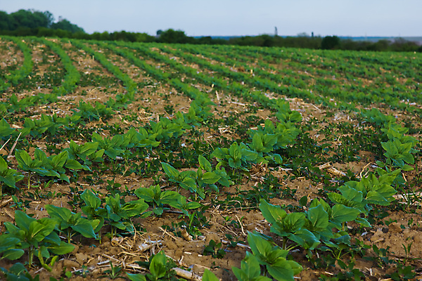포토 JPG 해외이미지 식물 계절 꽃잎 꽃 지구 백그라운드 잎 밭 농업 자연 해바라기 씨앗 풍경 초원 사람없음 초록색 여름 파란색 농작물 햇빛 태양 농장 새싹 맑음 봄 성장 시골 농부 작음 땅 내추럴 거름 땅바닥 줄서기 세련 해외포토 자연요소 직업 산업 컬러 모션 날씨 바닥 크기 생태계 파일형식 이미지허브