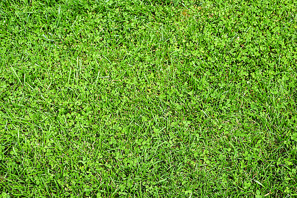 포토 JPG 해외이미지 밭 사람없음 신선 닫기 허브 유기농 질감 해외포토 식물 웰빙 농업 모션 파일형식 이미지허브