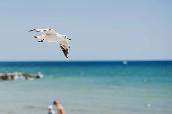 포토 JPG 해외이미지 주간 한마리 바다 갈매기 사람없음 야외 해외포토 자연요소 1 조류 파일형식 이미지허브