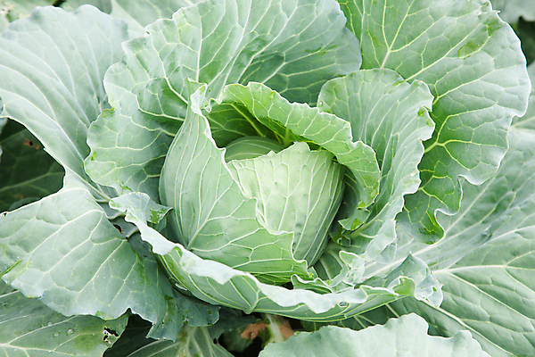 포토 JPG 해외이미지 나무 식물 음식 백그라운드 잎 밭 농업 채소 재료 태국 자연 풍경 사람없음 야외 초록색 농장 정원 시골 신선 유기농 양배추 날것 장면 내추럴 세련 해외포토 웰빙 산업 아시아 컬러 생태계 파일형식 이미지허브