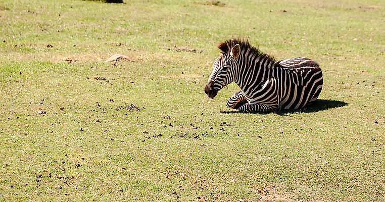 포토 JPG 해외이미지 동물 패턴 아프리카 자연 사람없음 검은색 흰색 얼룩말 해외포토 나라 컬러 무늬 말_동물 생태계 파일형식 이미지허브