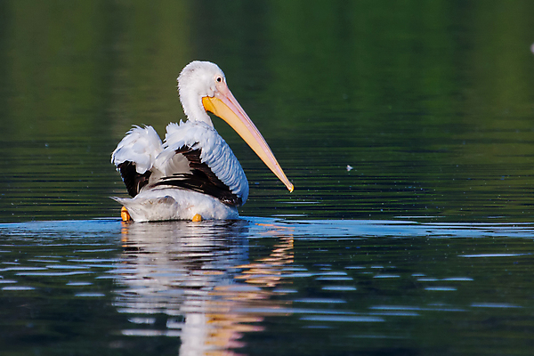 포토 JPG 해외이미지 호수 오렌지 조류 국립공원 성인 사람없음 노란색 수영 미국 흰색 연못 펠리컨 깃털 멸종 파우치 해외포토 동물 공원 컬러 북아메리카 가방 과일 사람 수상스포츠 파일형식 이미지허브