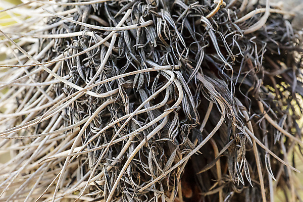 포토 JPG 해외이미지 나무 식물 꽃잎 꽃 자연 불 산 종류 씨앗 풍경 사람없음 야외 목재 초록색 갈색 환경 계곡 사진촬영 하이킹 나뭇가지 호주 숲 땅 침엽수 원뿔 해외포토 자연요소 도형 컬러 재료 레저 촬영 오세아니아 생태계 파일형식 이미지허브