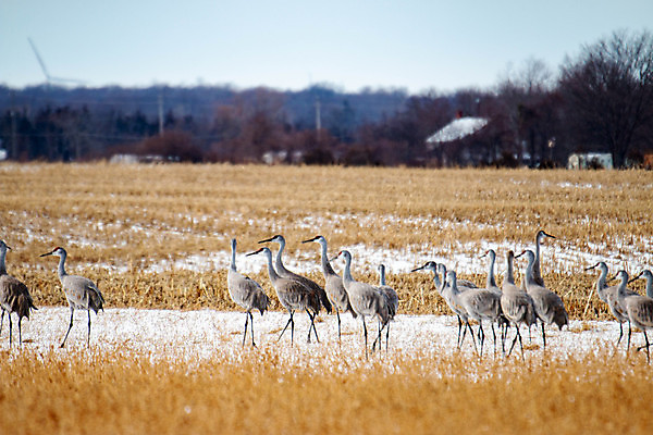 포토 JPG 해외이미지 동물 야생동물 백그라운드 캐나다 자연 조류 사람없음 야외 옆모습 빨간색 초록색 파란색 컬러풀 노란색 머리 환경 회색 흰색 습지 큼 깃털 기중기 부리 목 북쪽 계산서 내추럴 플로리다 해외포토 뷰포인트 컬러 북아메리카 신체부위 미국 중장비 크기 방향 생태계 파일형식 이미지허브