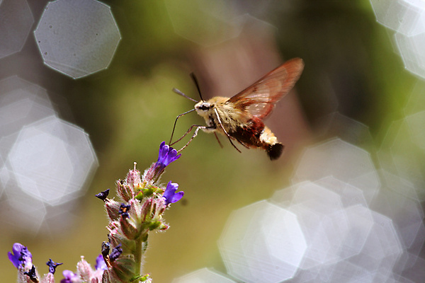 포토 JPG 해외이미지 식물 동물 꽃잎 꽃 곤충 백그라운드 날개 해부 자연 안테나 사람없음 여름 빛 반짝임 뷰티 노란색 정원 봄 벚꽃 벌레 핥기 말벌 수분 벌 묘사 생물학 바쁨 꽃가루 튜브 꿀 솜털 내추럴 호박벌 해외포토 계절 교육 컬러 통신 의학 모션 벌_곤충 가루 생태계 파일형식 이미지허브