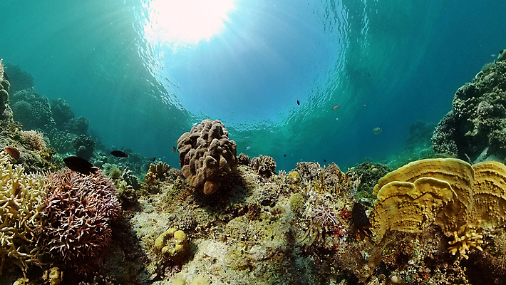 포토 JPG 해외이미지 바다 자연 사람없음 바닷속 수중 산호초 수중사진 해외포토 수중식물 생태계 파일형식 이미지허브