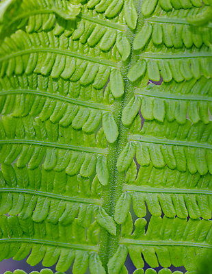 포토 JPG 해외이미지 식물 계절 줄기 백그라운드 잎 패턴 자연 표면 사람없음 장식 초록색 여름 환경 정원 봄 활발 성장 나뭇가지 신선 신용카드 닫기 숲 관목 묘사 유기농 질감 내추럴 이국적 그리너리 해외포토 나무 웰빙 컬러 컨셉 무늬 모션 금융 생태계 파일형식 트랜드컬러 이미지허브