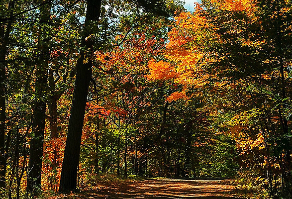 포토 JPG 해외이미지 주간 단풍 단풍나무 풍경 사람없음 야외 가을 숲길 해외포토 자연요소 나무 계절 길 잎 파일형식 이미지허브