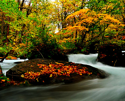 포토 JPG 해외이미지 주간 단풍 단풍나무 사람없음 야외 강 계곡 해외포토 자연요소 나무 잎 파일형식 이미지허브