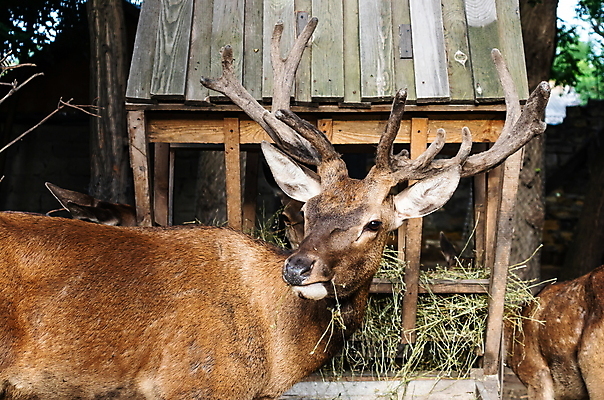 포토 JPG 해외이미지 나무 동물 1 응시 계절 공원 여자 남자 얼굴 야생동물 백그라운드 밭 신체 포유류 자연 사슴 털 뿔 동물원 풍경 사람없음 야외 목재 초록색 여름 갈색 노란색 머리 검은색 가을 흰색 점 황무지 숲 먹이 모피 사냥 내추럴 동물상 해외포토 식물 시선 공공시설 컬러 농업 재료 사람 신체부위 조형물 생태계 파일형식 이미지허브