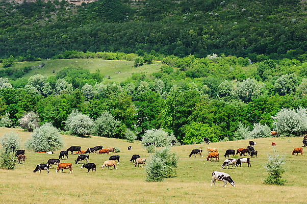 포토 JPG 해외이미지 주간 사람없음 야외 가축 소 많음 해외포토 자연요소 동물 컨셉 포유류 파일형식 이미지허브