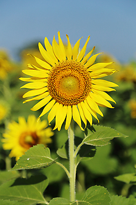 포토 JPG 해외이미지 주간 줄기 잎 꽃밭 하늘 해바라기 사람없음 야외 아웃포커스 해외포토 자연요소 식물 꽃 촬영기법 파일형식 이미지허브