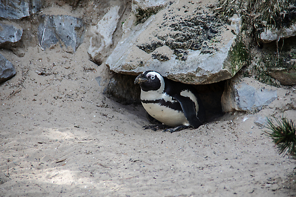 포토 JPG 해외이미지 모래 자연 사람없음 야외 검은색 흰색 깃털 부리 암초 해외포토 컬러 생태계 파일형식 이미지허브