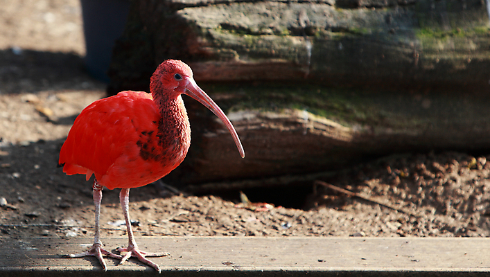 포토 JPG 해외이미지 동물 야생동물 자연 조류 사람없음 야외 빨간색 뷰티 작음 깃털 계산서 해외포토 컬러 크기 생태계 파일형식 이미지허브
