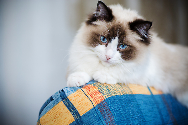 포토 JPG 해외이미지 휴식 주택 털 표정 사람없음 파란색 반려동물 소파 고양이 흰색 침대 잠 작음 큼 얼룩무늬 솜털 조립 월 기르기 유래 해외포토 동물 컬러 가구 컨셉 무늬 의자 포유류 건물 날짜 크기 돌봄 파일형식 이미지허브