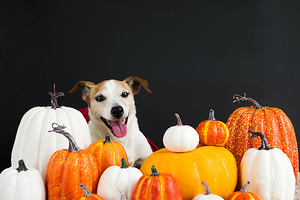 포토 JPG 해외이미지 스튜디오촬영 식물 동물 전통 계절 장난 포유류 호박 검은배경 휴가 생물 기념 이벤트 사람없음 장식 가로 반려동물 축제 할로윈 수확 신선 개 테리어 다발 심볼 추수감사절 송곳니 10월 내추럴 구성 동반자 유래 충실 카피스페이스 해외포토 기독교 백그라운드 농업 채소 실내 검은색 공백 날짜 치아 파일형식 이미지허브
