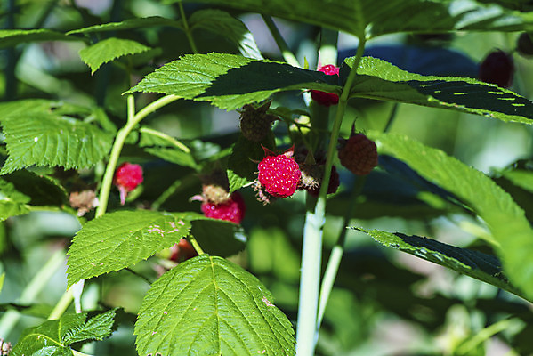 포토 JPG 해외이미지 식물 계절 열매 음료 음식 백그라운드 잎 농업 과일 재료 자연 디저트 건강 사람없음 빨간색 초록색 여름 뷰티 정원 침묵 활발 수확 나뭇가지 신선 달콤 큼 자르기 먹기 오브젝트 싱글 유기농 날것 산딸기 비타민 고립 숙성 채식주의자 해외포토 나무 웰빙 산업 컬러 컨셉 모션 소리 맛 크기 생태계 채식 영양소 파일형식 이미지허브