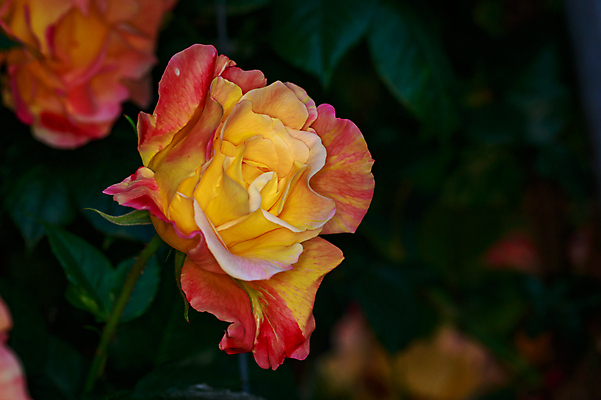 포토 JPG 해외이미지 꽃 산업 농업 자연 사람없음 야외 가로 컬러풀 한개 장미 봄 닫기 원예 카피스페이스 해외포토 식물 1 계절 컬러 모션 취미 공백 생태계 파일형식 이미지허브