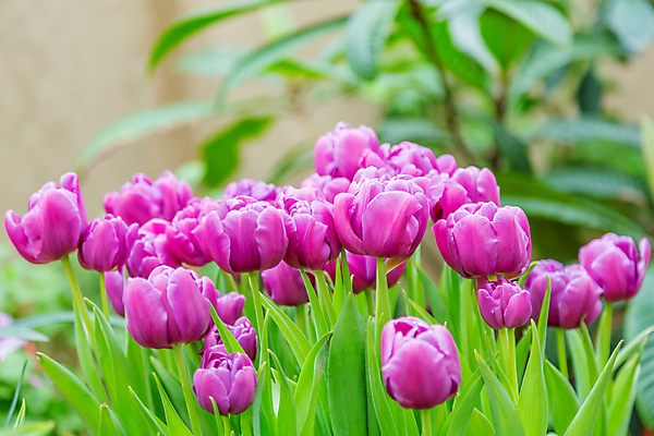 포토 JPG 해외이미지 식물 계절 공원 꽃잎 꽃 줄기 백그라운드 잎 꽃무늬 자연 사람없음 초록색 컬러풀 뷰티 환경 정원 벚꽃 신선 개화 닫기 내추럴 뒤뜰 온실 해외포토 공공시설 컬러 무늬 모션 생태계 파일형식 이미지허브