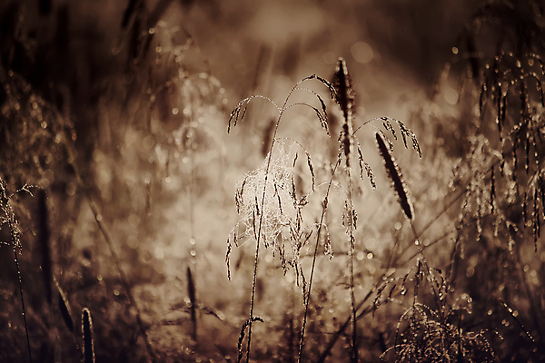 포토 JPG 해외이미지 나무 식물 꽃 백그라운드 잎 밭 자연 아침 새로움 잔디 사람없음 야외 초록색 빛 햇빛 태양 노란색 일출 환경 침묵 일몰 봄 새벽 활발 젖음 들꽃 성장 물방울 시골 떨어짐 숲 이슬 땅 문학 빛망울 내추럴 해외포토 주간 자연요소 계절 컬러 컨셉 농업 노을 소리 생태계 파일형식 이미지허브
