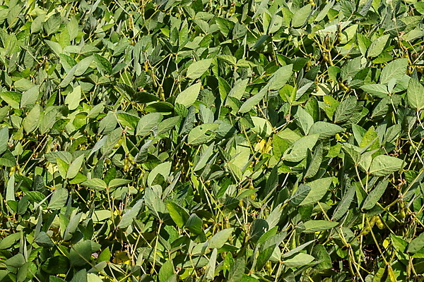 포토 JPG 해외이미지 식물 음식 줄기 백그라운드 잎 밭 농업 채소 자연 하늘 콩 독일 건강 사람없음 초록색 파란색 빛 농작물 햇빛 농장 농경지 정원 수확 성장 나뭇가지 신선 땅 유기농 날것 내추럴 꼬투리 대두 땅바닥 밭일 채식주의자 비건 해외포토 나무 웰빙 유럽 산업 컬러 곡류 바닥 태양 생태계 채식 파일형식 이미지허브