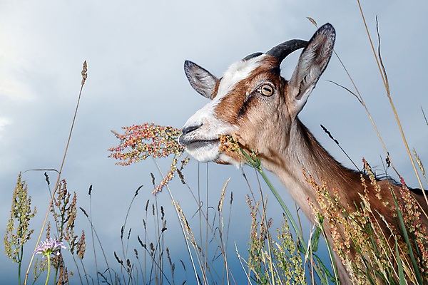 포토 JPG 해외이미지 식물 꽃 얼굴 농업 자연 하늘 염소 뿔 사람없음 야외 파란색 반려동물 농장 갈색 머리 식사 가축 시골 소 맛 군중 방목 먹기 코 귀 코믹 기하학 기르기 해외포토 동물 산업 컬러 컨셉 무늬 포유류 모션 사람 신체부위 축산업 생태계 돌봄 파일형식 이미지허브