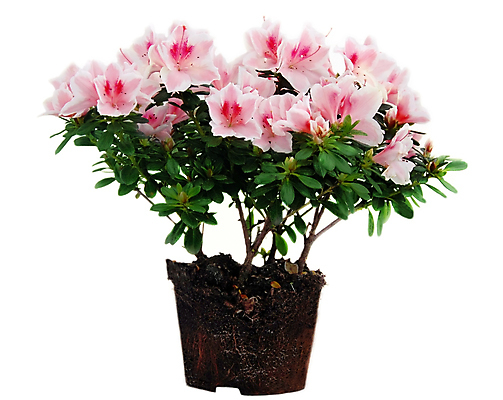 포토 JPG 해외이미지 모양 식물 1 꽃 화분 지구 분홍색 꽃다발 잎 자연 실내 사람없음 빨간색 초록색 뷰티 갈색 정원 검은색 흙 벚꽃 흰색 나뭇가지 개화 진달래 다발 유기농 원예 향기 아로마 뿌리 먼지 시스템 향 아로마테라피 내추럴 거름 고립 심기 해외포토 나무 웰빙 컬러 모션 취미 내부 생태계 냄새 테라피 파일형식 이미지허브