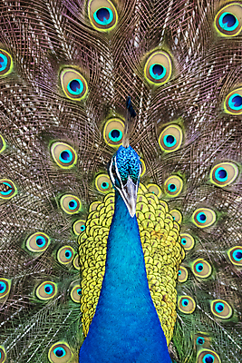 포토 JPG 해외이미지 태국 사람없음 펼침 우아함 공작 깃털 꼬리 해외포토 아시아 컨셉 모션 조류 파일형식 이미지허브