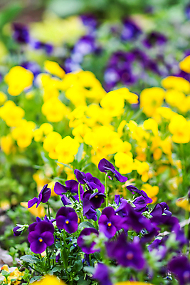 포토 JPG 해외이미지 식물 계절 공원 꽃잎 꽃 줄기 백그라운드 잎 꽃무늬 밭 농업 자연 아침 사람없음 야외 초록색 컬러풀 뷰티 노란색 정원 보라색 봄 낭만 성장 벚꽃 신선 개화 우아함 제비꽃 원예 내추럴 해외포토 주간 공공시설 산업 컬러 컨셉 무늬 취미 생태계 파일형식 이미지허브