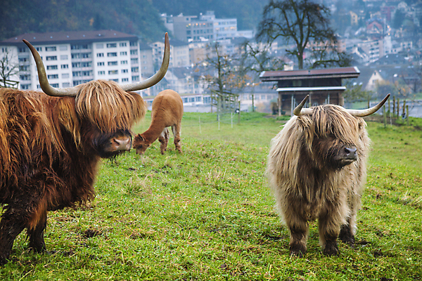 포토 JPG 해외이미지 여행 파노라마 사람없음 야외 파란색 강 도시풍경 일몰 새벽 도시 역사 도심 야간 스위스 타운 스카이라인 구시가지 해외포토 자연요소 유럽 컬러 촬영기법 풍경 노을 파일형식 이미지허브