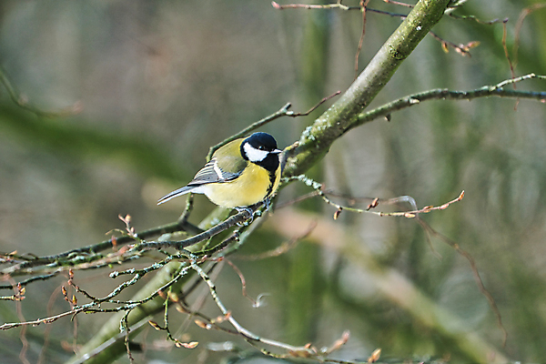 포토 JPG 해외이미지 나무 동물 1 유럽 야생동물 겨울 자연 조류 사람없음 야외 초록색 컬러풀 햇빛 노란색 맑음 검은색 숲 싱글 해외포토 식물 계절 나라 컬러 날씨 태양 생태계 파일형식 이미지허브