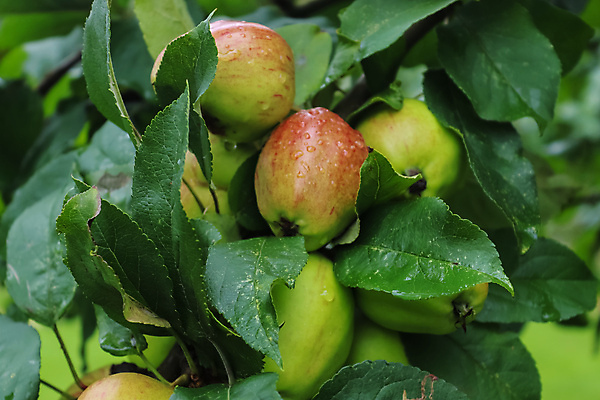 포토 JPG 해외이미지 주간 과일 사람없음 야외 아웃포커스 사과 사과나무 해외포토 자연요소 나무 촬영기법 파일형식 이미지허브