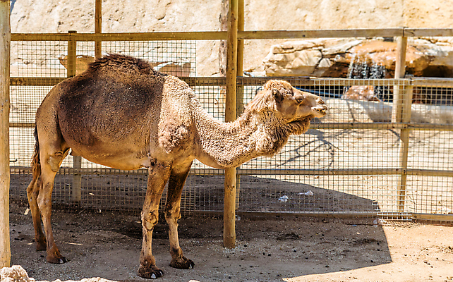 포토 JPG 해외이미지 동물 행복 얼굴 야생동물 모래 여행 백그라운드 포유류 교통시설 자연 하늘 사람없음 야외 물 태양 농장 머리 사막 우유 흰색 아기 뜨거움 닫기 승차 낙타 아라비아 동쪽 혹 아랍에미리트 고립 단봉낙타 두바이 해외포토 자연요소 감정 컬러 교통 농업 중동 모션 유제품 사람 신체부위 방향 시설 생태계 파일형식 이미지허브