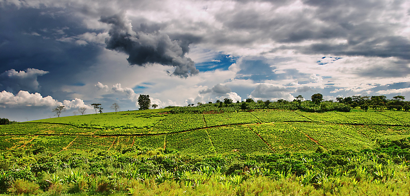 포토 JPG 해외이미지 나무 식물 구름 밭 농업 아프리카 자연 하늘 아침 풍경 사람없음 초록색 농장 농경지 마을 수확 시골 차 언덕 밭일 우간다 해외포토 주간 자연요소 나라 산업 음료 컬러 생태계 파일형식 이미지허브