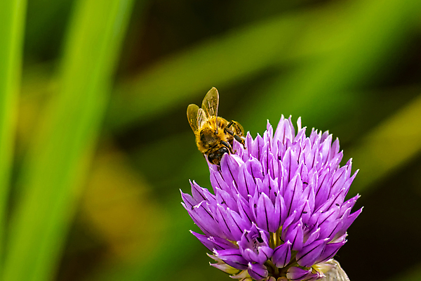 포토 JPG 해외이미지 식물 동물 꽃잎 꽃 야생동물 음식 줄기 곤충 백그라운드 꽃무늬 밭 공 자연 양파 사람없음 야외 장식 초록색 여름 뷰티 정원 보라색 검은색 봄 벚꽃 원형 개화 닫기 수분 벌 수집 허브 제비꽃 꽃가루 꿀 내추럴 영원 호박벌 해외포토 도형 계절 컬러 무늬 농업 채소 모션 벌_곤충 가루 생태계 파일형식 이미지허브