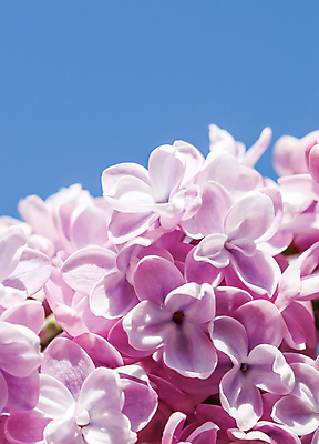 포토 JPG 해외이미지 꽃 분홍색 실내 근접촬영 사람없음 라일락 해외포토 식물 뷰포인트 컬러 내부 파일형식 이미지허브