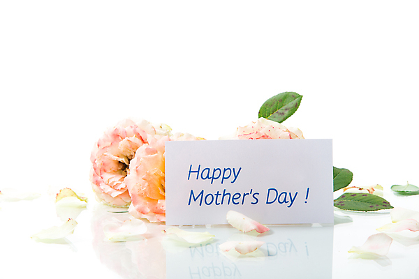 포토 JPG 해외이미지 꽃잎 종이 백그라운드 프레임 사랑 사람없음 장미 사각형 흰색 감사 레터링 어머니의날 해외포토 도형 기념일 꽃 감정 컬러 미국문화 파일형식 이미지허브