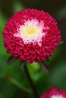 포토 JPG 해외이미지 꽃 백그라운드 자연 사람없음 야외 아웃포커스 백일홍 트렌드컬러 비바마젠타 해외포토 식물 컬러 촬영기법 생태계 파일형식 이미지허브