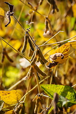 포토 JPG 해외이미지 식물 계절 음식 줄기 백그라운드 잎 밭 농업 채소 자연 콩 건조 건강 씨앗 사람없음 초록색 농작물 농장 농경지 노란색 흙 수확 성장 시골 신선 땅 준비 유기농 내추럴 꼬투리 대두 밭일 숙성 채식주의자 세련 해외포토 웰빙 산업 컬러 곡류 생태계 채식 파일형식 이미지허브