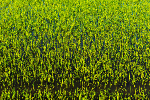 포토 JPG 해외이미지 식물 계절 아시아 음식 백그라운드 밭 농업 태국 자연 옥수수 사람없음 야외 초록색 빛 농작물 햇빛 태양 뷰티 농장 농경지 노란색 일출 환경 정원 맑음 일몰 봄 수확 성장 시골 황금 저녁 숲 낟알 밀 유기농 질감 내추럴 밭일 수평선 해외포토 자연요소 웰빙 나라 산업 컬러 날씨 곡류 노을 야간 생태계 파일형식 이미지허브