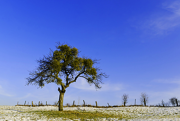 포토 JPG 해외이미지 나무 자연 하늘 풍경 초원 사람없음 야외 파란색 울타리 시골 고립 해외포토 식물 컬러 담장 생태계 파일형식 이미지허브