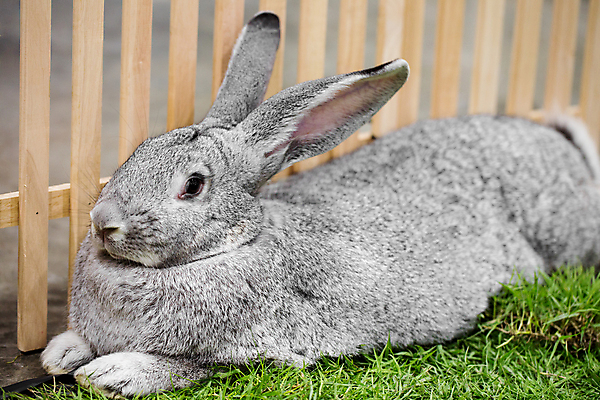 포토 JPG 해외이미지 동물 1 전통 커플 응시 계절 종교 야생동물 백그라운드 2 농업 포유류 자연 휴가 부활절 털 앉기 이벤트 사람없음 야외 가로 반려동물 갈색 머리 회색 흰색 토끼 설치류 작음 심볼 부드러움 솜털 내추럴 고립 해외포토 시선 기념일 산업 컬러 관계 모션 신체부위 감각 크기 생태계 파일형식 이미지허브