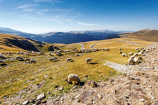 포토 JPG 해외이미지 동물 계절 여행 백그라운드 밭 농업 자연 날씨 산 풍경 초원 사람없음 야외 여름 농장 농경지 환경 가축 수확 시골 양 양치기 군중 방목 요크셔테리어 언덕 복고 양고기 내추럴 밭일 해외포토 직업 산업 포유류 육류 사람 축산업 테리어 생태계 파일형식 이미지허브