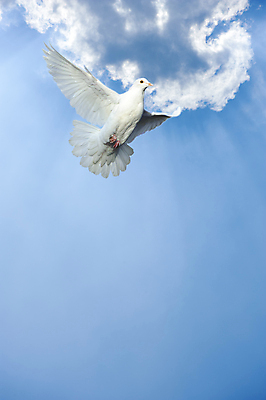 포토 JPG 해외이미지 동물 구름 종교 날개 자연 조류 하늘 사람없음 파란색 평화 희망 자유 흰색 비행 우아함 심볼 순수 깃털 비둘기 신성 가벼움 무료 신앙심 해외포토 자연요소 감정 컬러 컨셉 무게 생태계 파일형식 이미지허브