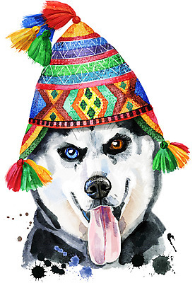 포토 JPG 해외이미지 디자인 일러스트 털모자 미술 사람없음 반려동물 개 강아지 시베리안허스키 오드아이 페루 페루의상 해외일러스트 동물 모자_잡화 옷 포유류 문화예술 남아메리카 파일형식 이미지허브