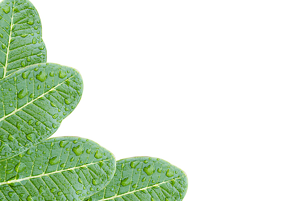 포토 JPG 해외이미지 모양 나무 식물 디자인 꽃 백그라운드 컨셉 잎 꽃무늬 자연 추상 손바닥 미술 사람없음 장식 초록색 세트 컬러풀 정원 검은색 성장 흰색 화려 그룹 우아함 떨어짐 수집 라임 암초 코코넛 모음 고립 구식 양치류 이국적 많음 반복 해외포토 손 컬러 무늬 과일 문화예술 한글 생태계 파일형식 이미지허브