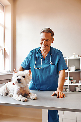 포토 JPG 해외이미지 동물 백인 직업 응시 남자 행복 포즈 백그라운드 탁자 실내 건강 병원 실험 한명 미소 사람 성인 반려동물 약 건강관리 고통 시험 의사 잡기 업무 작업 개 강아지 그림 수의사 돌봄 해외포토 서양인 1 시선 교육 감정 가구 포유류 의학 모션 표정 관리 내부 의료진 파일형식 이미지허브